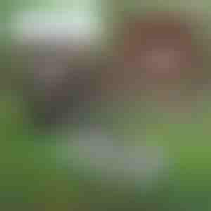 Piktžolių ravėjimo įrankis | PRONGSPRO