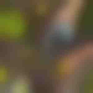 Dirvožemio semtuvėlis | SCUP