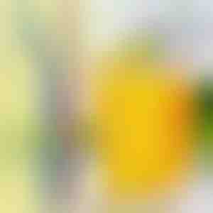 4x daugkartinio naudojimo plieniniai šiaudeliai | STEELSIP